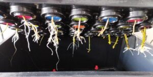 ¿Cómo hacemos esquejes?