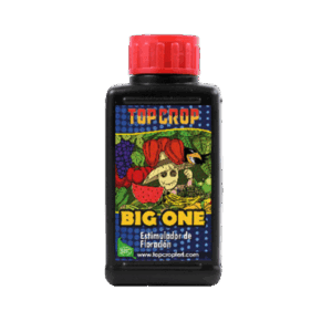 TOP CROP BIG ONE 100CC